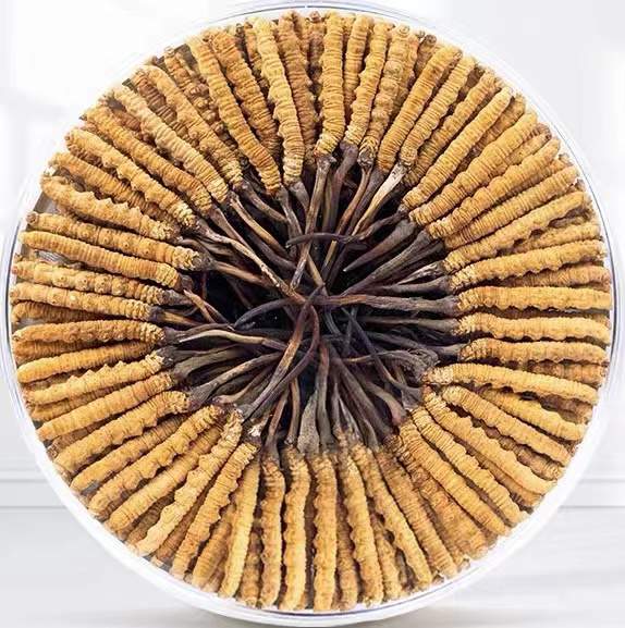 钦州冬虫夏草回收